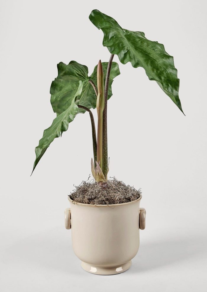 Large Cream Ceramic Cache Pot Styled with Faux Tropical Plant b6703329 5f61 446d 9fb6 1a50b43943c4